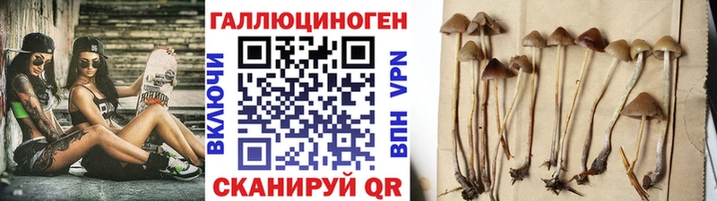 Купить закладки  Райчихинск  Псилоцибиновые грибы мицелий 
